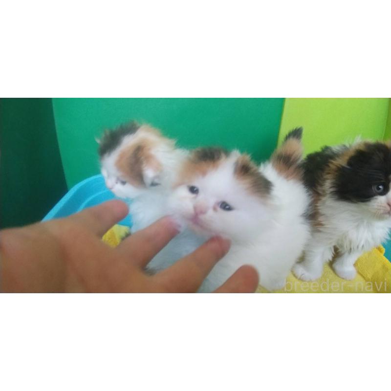 販売中の愛知県のスコティッシュフォールド(折れ耳)-140133の2枚目