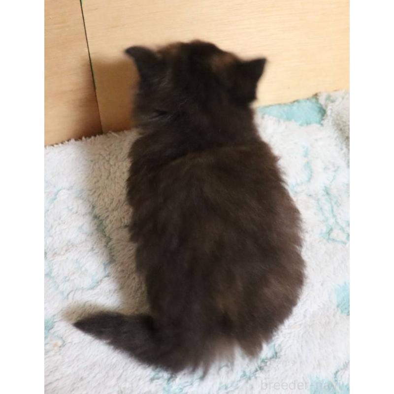 販売中の群馬県のサイベリアン-140134の8枚目