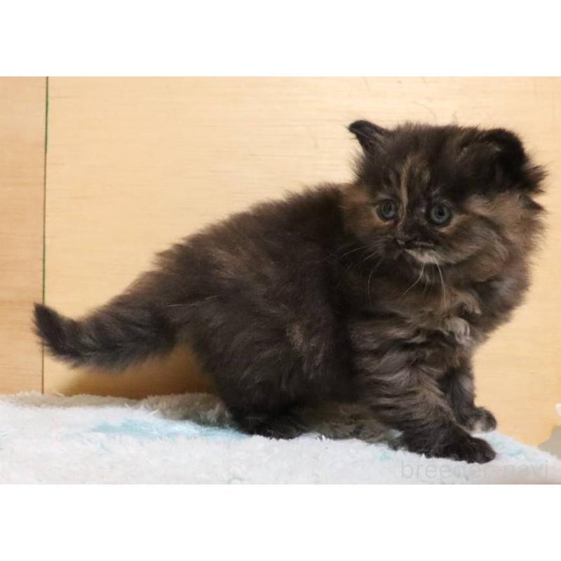 販売中の群馬県のサイベリアン-140134の7枚目