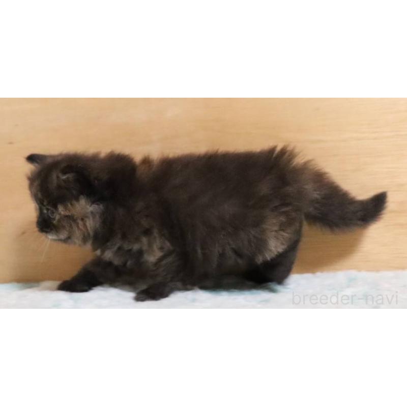 販売中の群馬県のサイベリアン-140134の6枚目