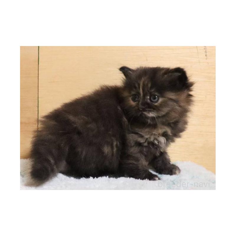 販売中の群馬県のサイベリアン-140134の5枚目