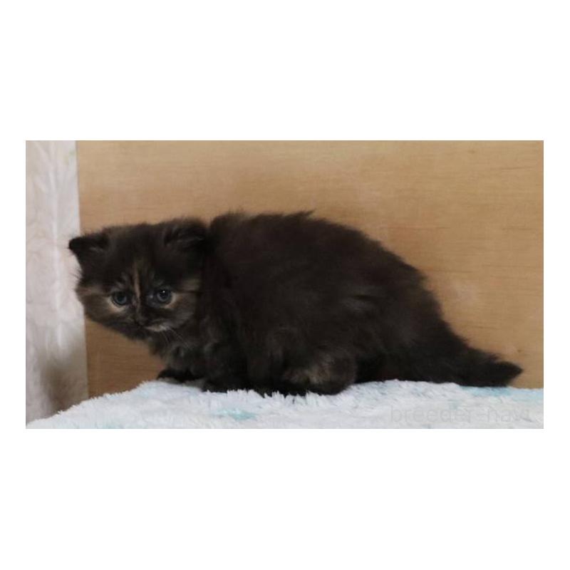 販売中の群馬県のサイベリアン-140134の4枚目