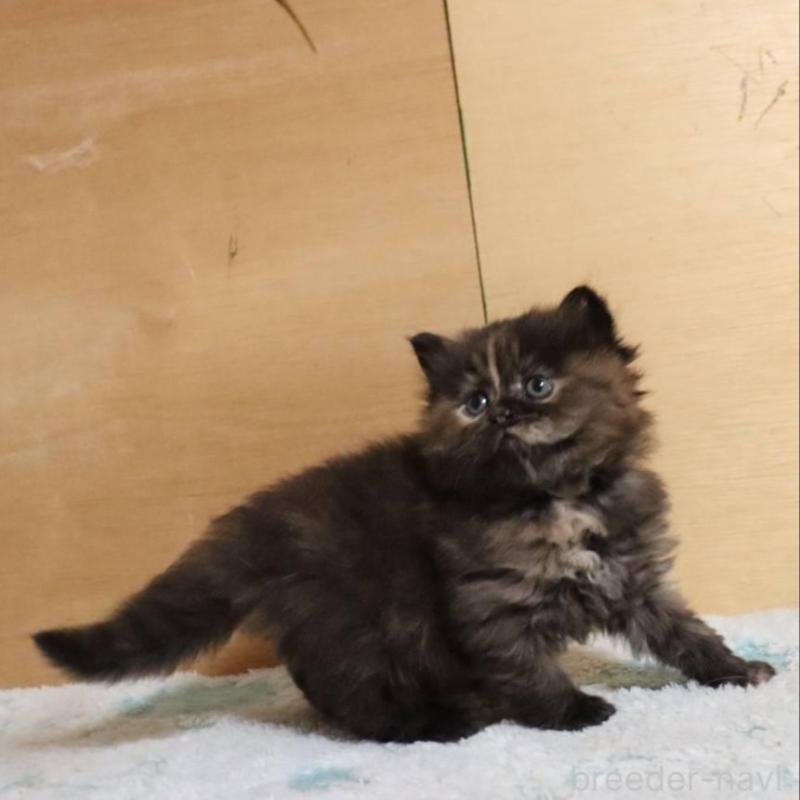 販売中の群馬県のサイベリアン-140134の3枚目