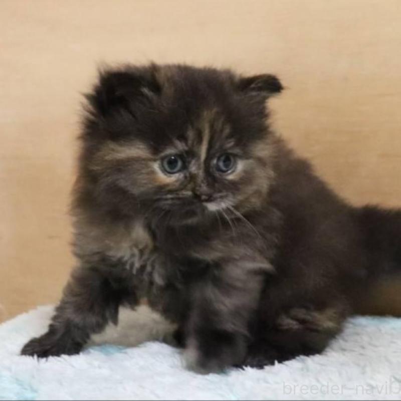 販売中の群馬県のサイベリアン-140134の2枚目