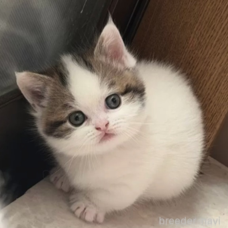 販売中の福岡県のミヌエット(短足)-140136の1枚目