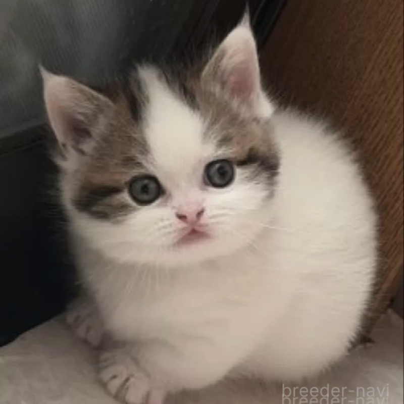 販売中の福岡県のミヌエット(短足)-140136の2枚目