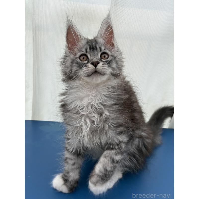 販売中の愛知県のメインクーン-140138の4枚目