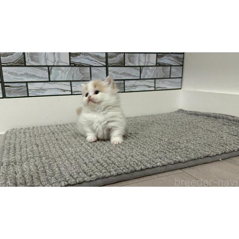 販売中の福岡県のマンチカン(短足)-140137の9枚目