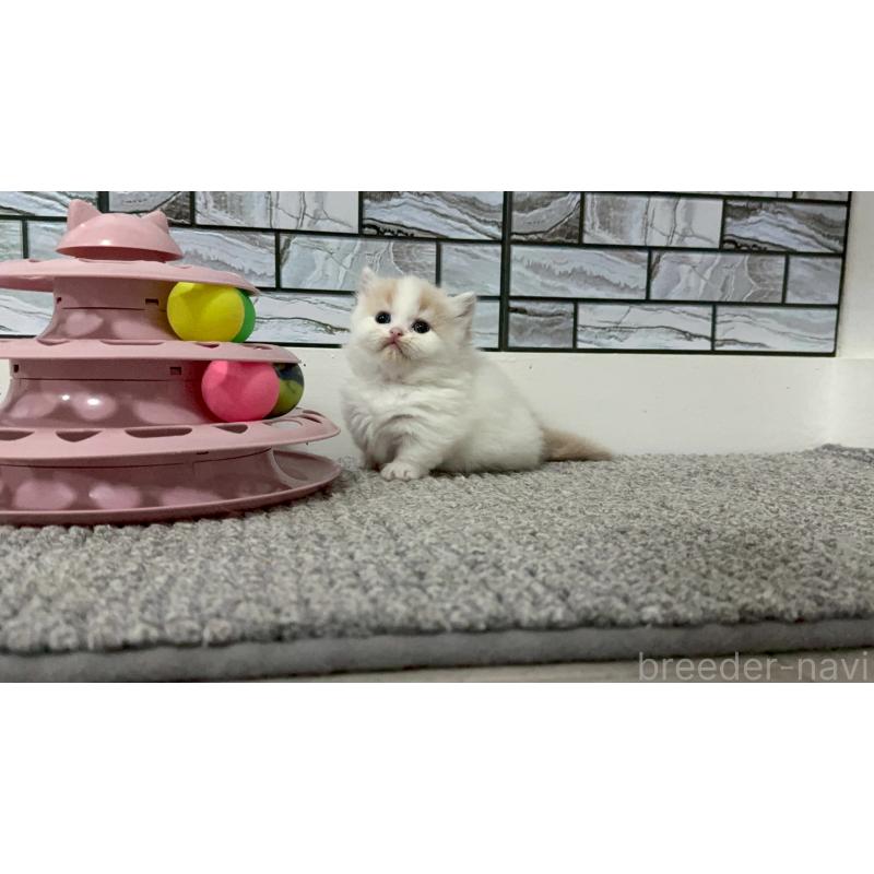 販売中の福岡県のマンチカン(短足)-140137の8枚目