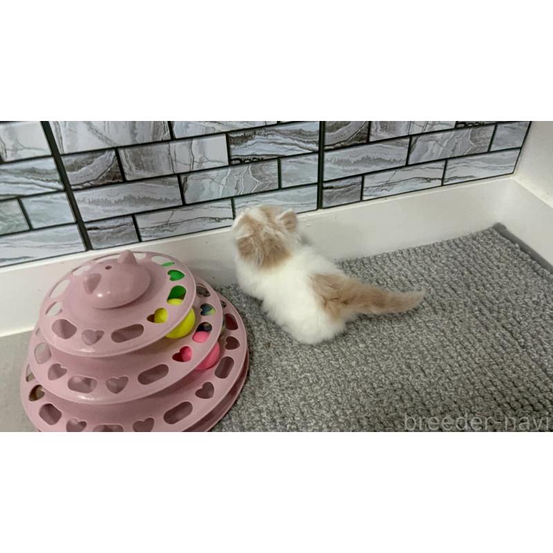 販売中の福岡県のマンチカン(短足)-140137の7枚目