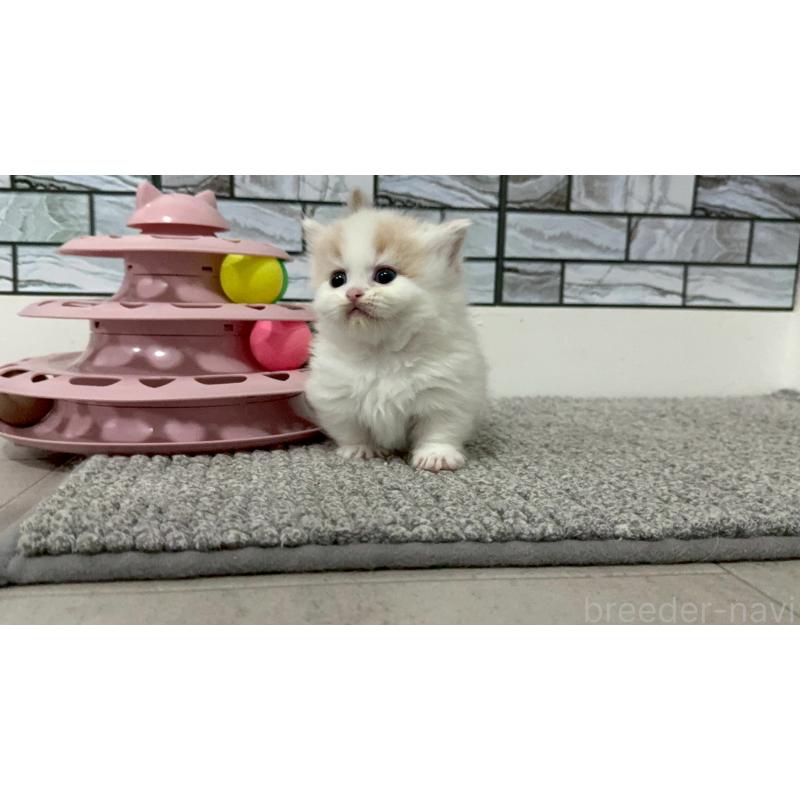 販売中の福岡県のマンチカン(短足)-140137の6枚目