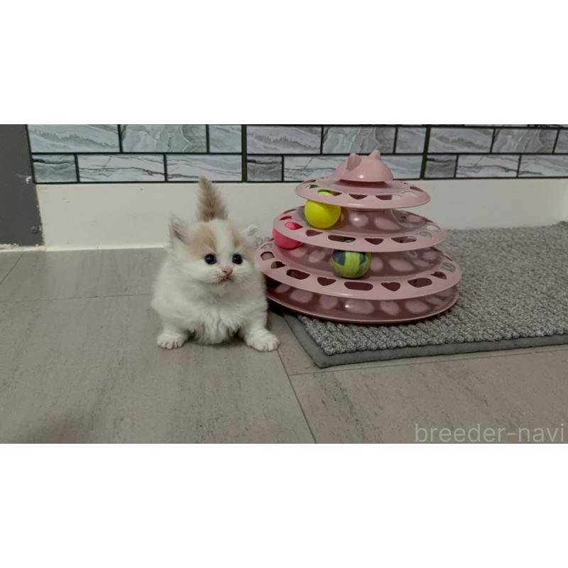 販売中の福岡県のマンチカン(短足)-140137の5枚目