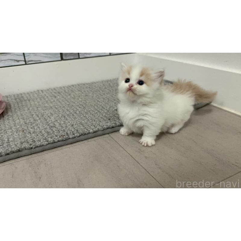 販売中の福岡県のマンチカン(短足)-140137の4枚目