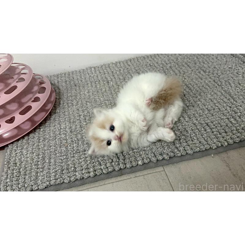 販売中の福岡県のマンチカン(短足)-140137の3枚目