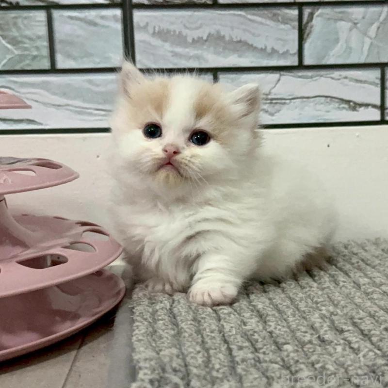 販売中の福岡県のマンチカン(短足)-140137