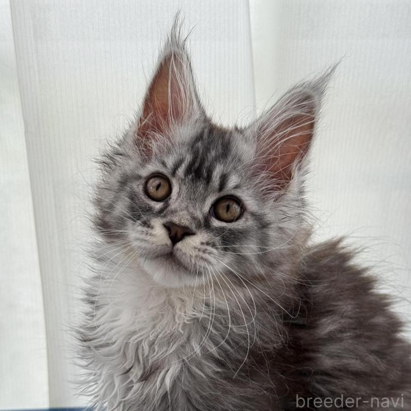 販売中の愛知県のメインクーン-140138の1枚目