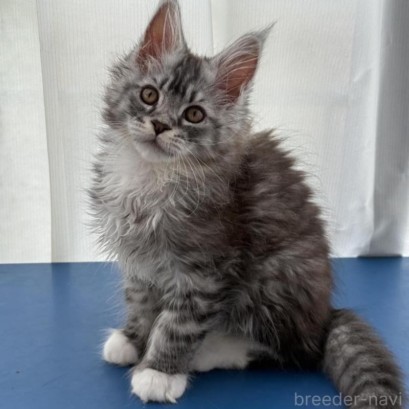 販売中の愛知県のメインクーン-140138の3枚目