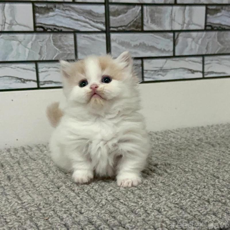 販売中の福岡県のマンチカン(短足)-140137の2枚目