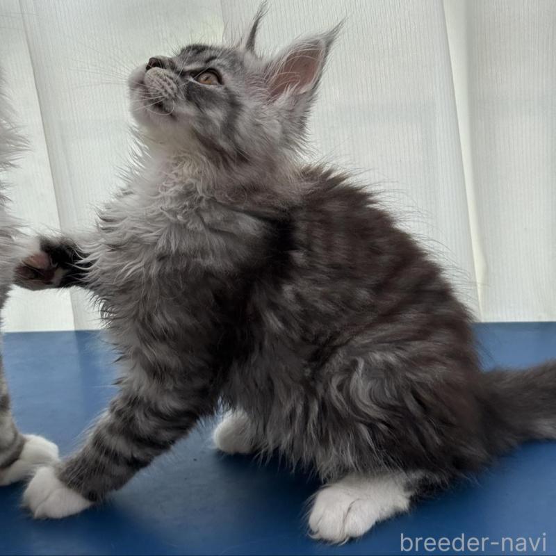 販売中の愛知県のメインクーン-140138の2枚目