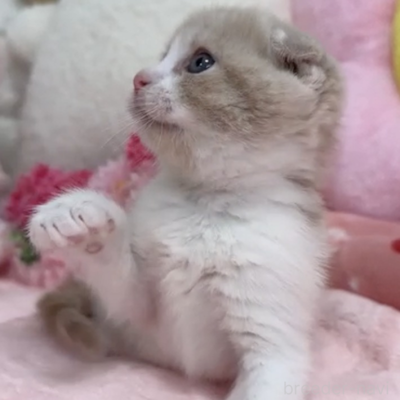 販売中の京都府のミックス-140139の2枚目