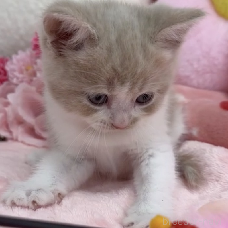 販売中の京都府のミックス-140140の2枚目