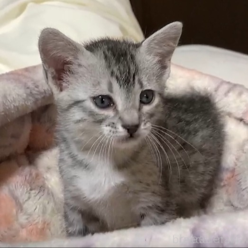 販売中の千葉県のエジプシャンマウ-140141の1枚目