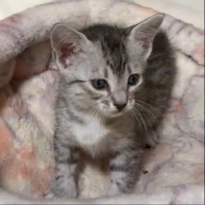 販売中の千葉県のエジプシャンマウ-140141の2枚目