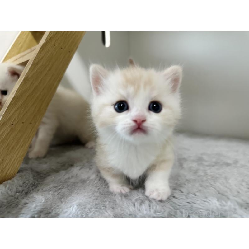 販売中の千葉県のミヌエット(短足)-140145の13枚目