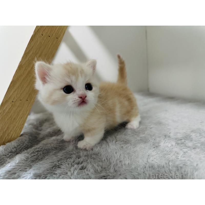 販売中の千葉県のミヌエット(短足)-140145の12枚目