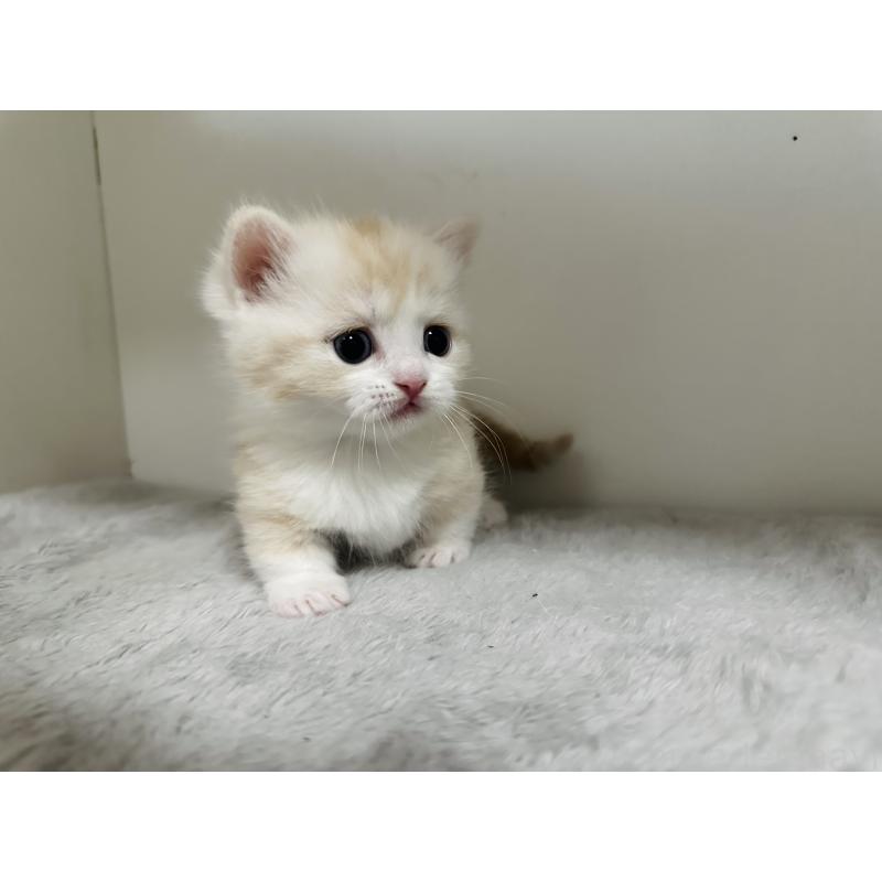 販売中の千葉県のミヌエット(短足)-140145の11枚目