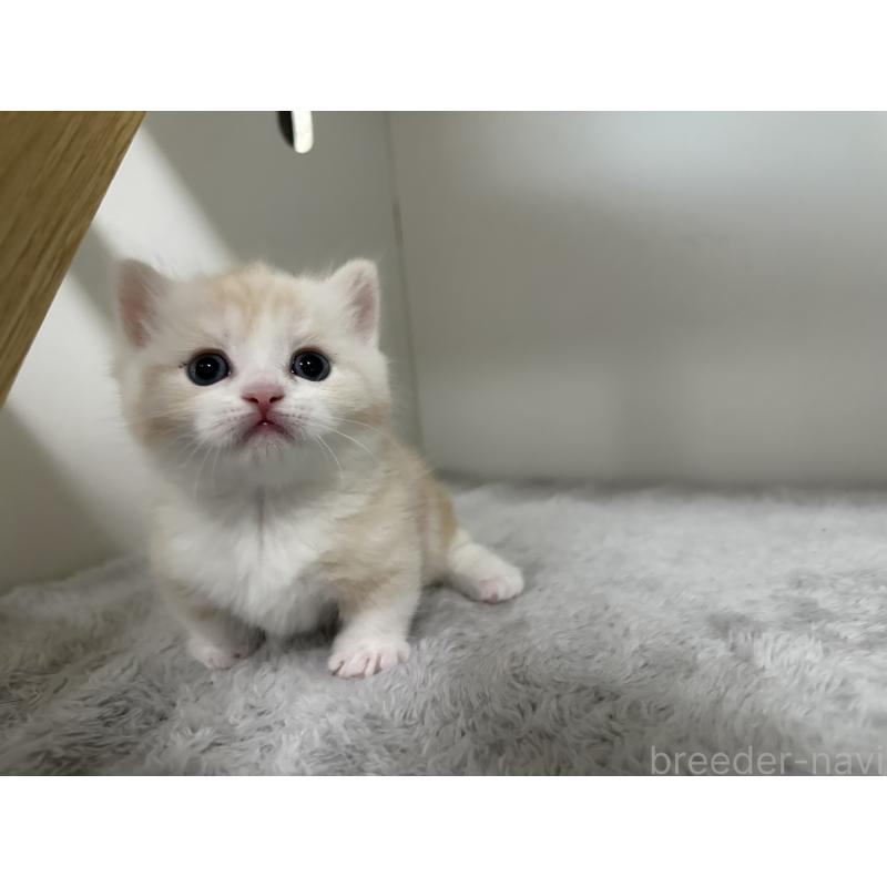 販売中の千葉県のミヌエット(短足)-140145の10枚目