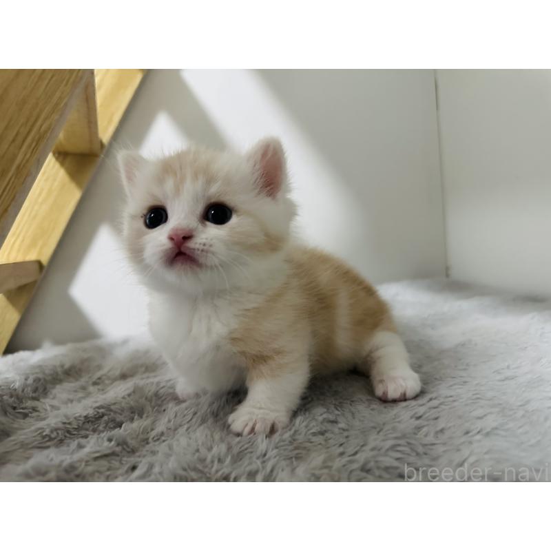 販売中の千葉県のミヌエット(短足)-140145の9枚目