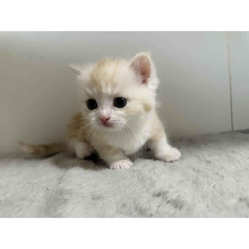 販売中の千葉県のミヌエット(短足)-140145の8枚目