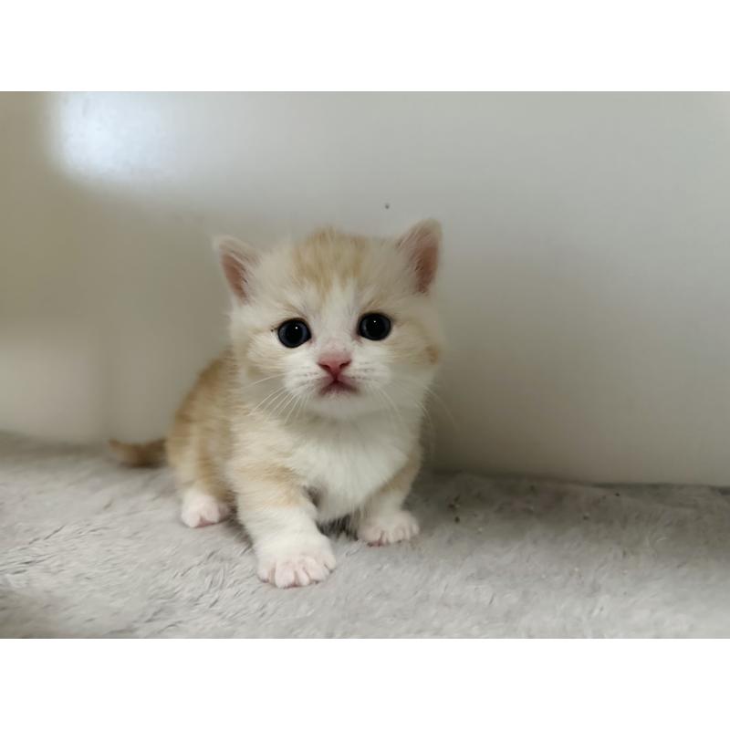 販売中の千葉県のミヌエット(短足)-140145の7枚目