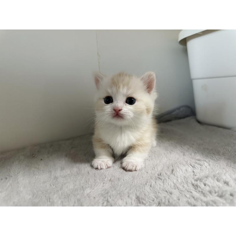 販売中の千葉県のミヌエット(短足)-140145の6枚目