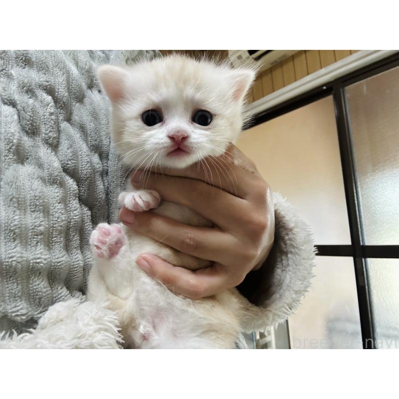 販売中の千葉県のミヌエット(短足)-140145の5枚目