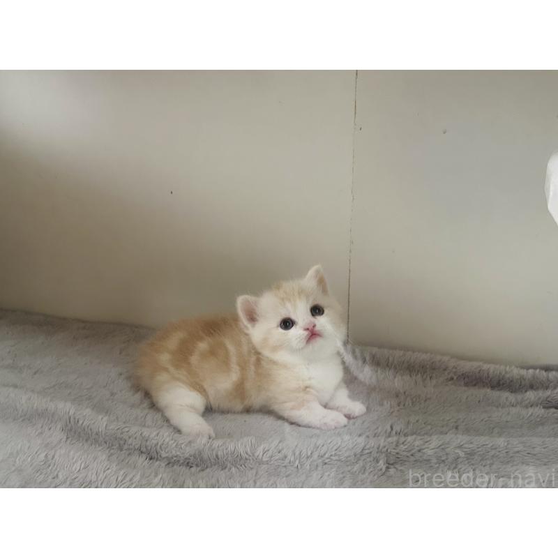 販売中の千葉県のミヌエット(短足)-140145の4枚目