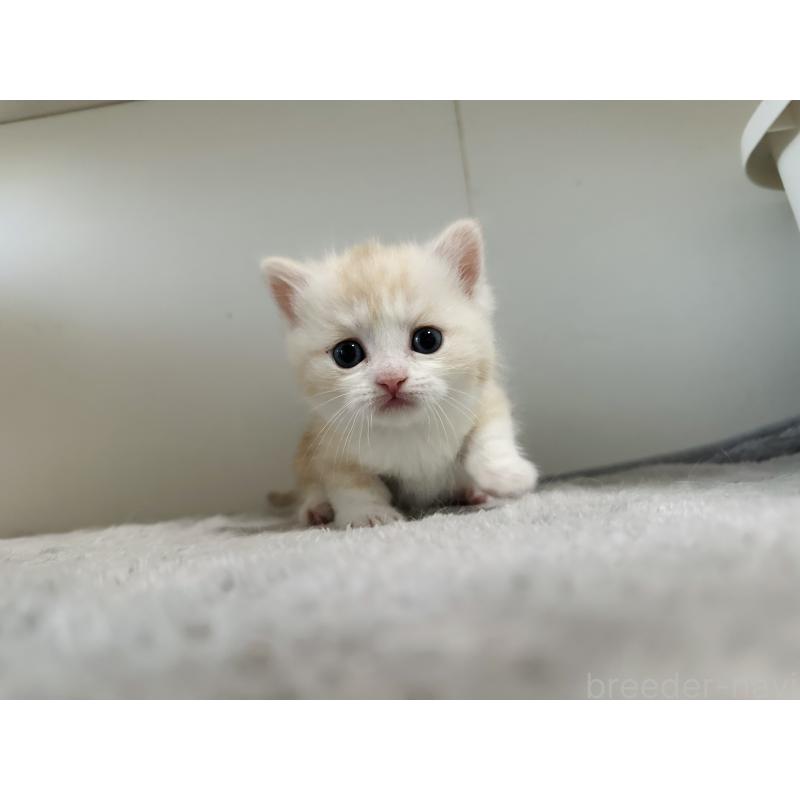 販売中の千葉県のミヌエット(短足)-140145の3枚目