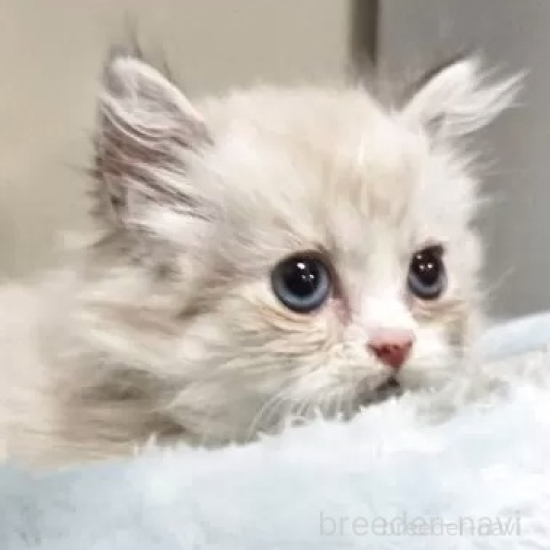 販売中の千葉県のミヌエット(短足)-140142の2枚目