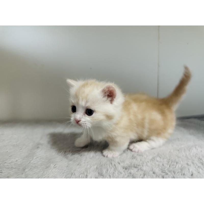 販売中の千葉県のミヌエット(短足)-140145の2枚目