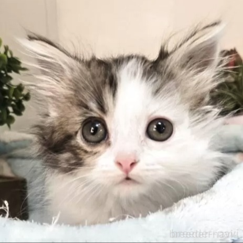 販売中の千葉県のミヌエット(短足)-140143の1枚目