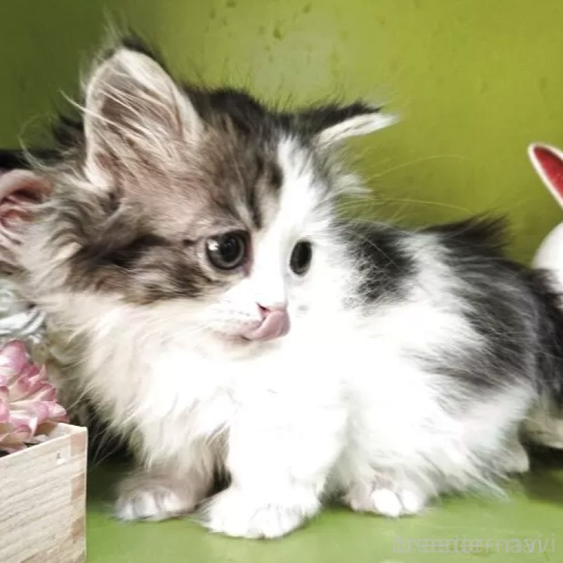 販売中の千葉県のミヌエット(短足)-140143の2枚目