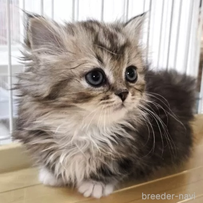 販売中の千葉県のミヌエット(短足)-138597