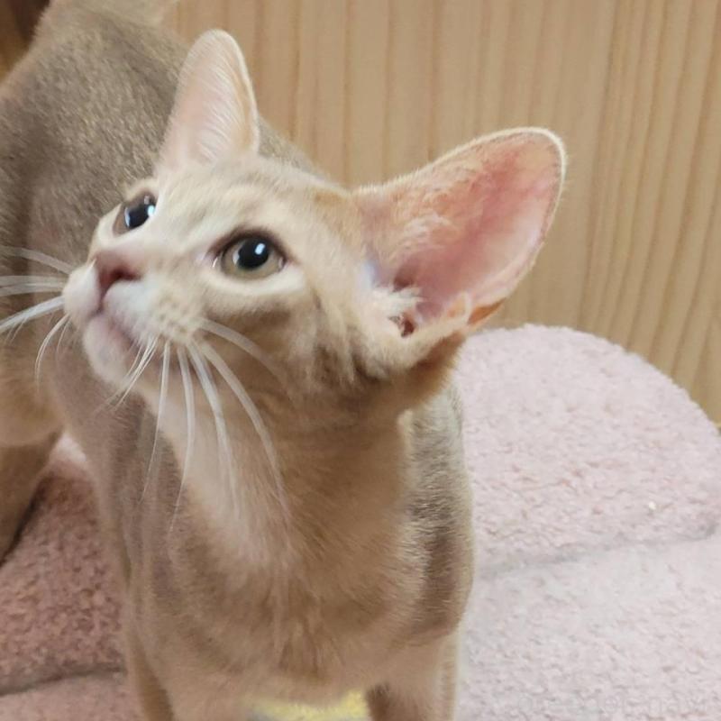 商談中の愛知県のアビシニアン-140144の4枚目