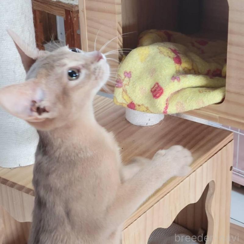 商談中の愛知県のアビシニアン-140144の3枚目