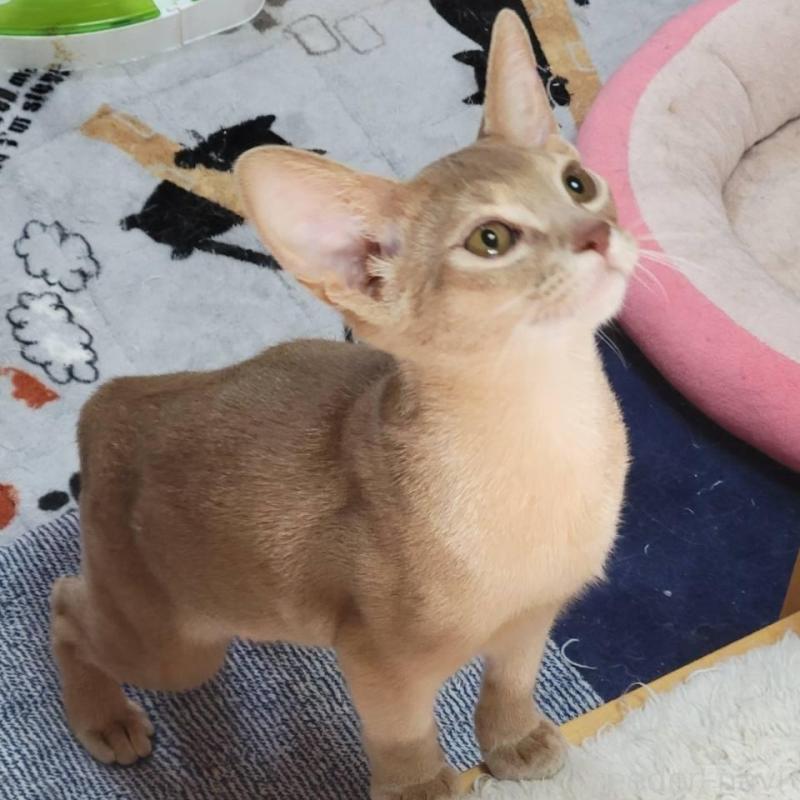 商談中の愛知県のアビシニアン-140144の2枚目