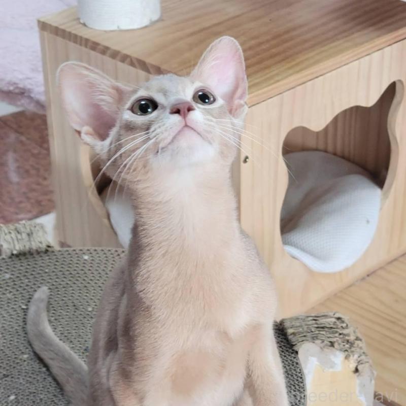 商談中の愛知県のアビシニアン-140144の1枚目