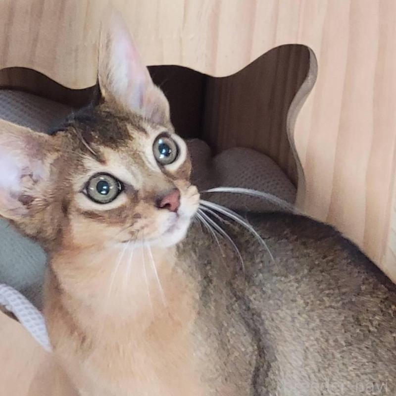 販売中の愛知県のアビシニアン-140146の4枚目