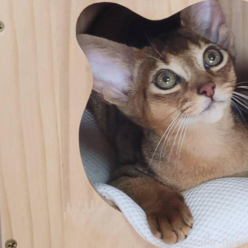 販売中の愛知県のアビシニアン-140146