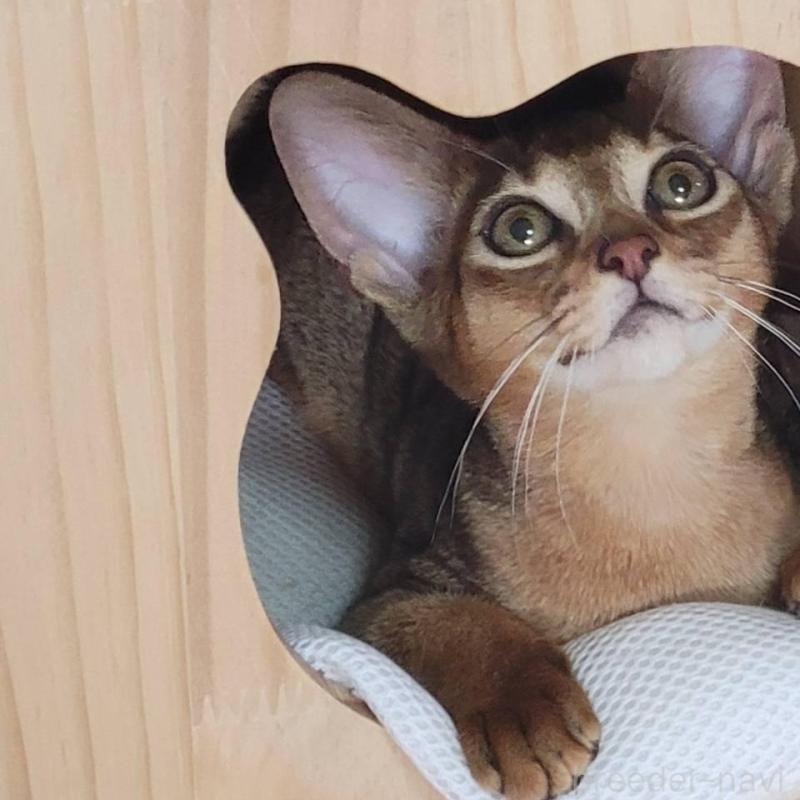 販売中の愛知県のアビシニアン-140146の3枚目